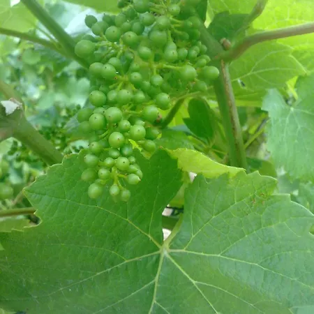 Nyaraló Chez Margaret Balnot-sur-Laignes